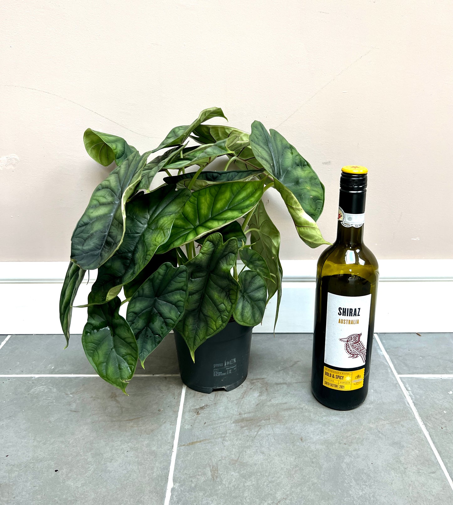 40cm Alocasia Dragon Scale