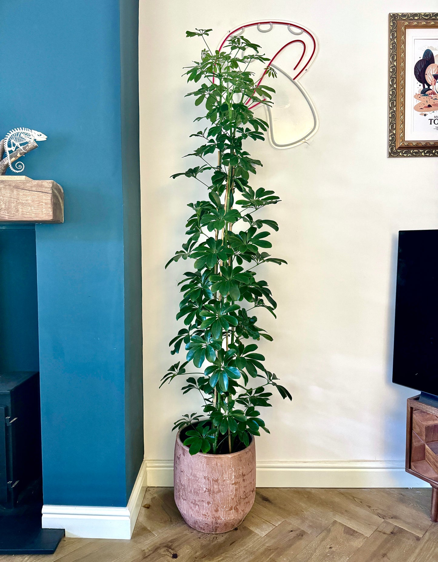 220cm Umbrella Plant (Schefflera compacta)