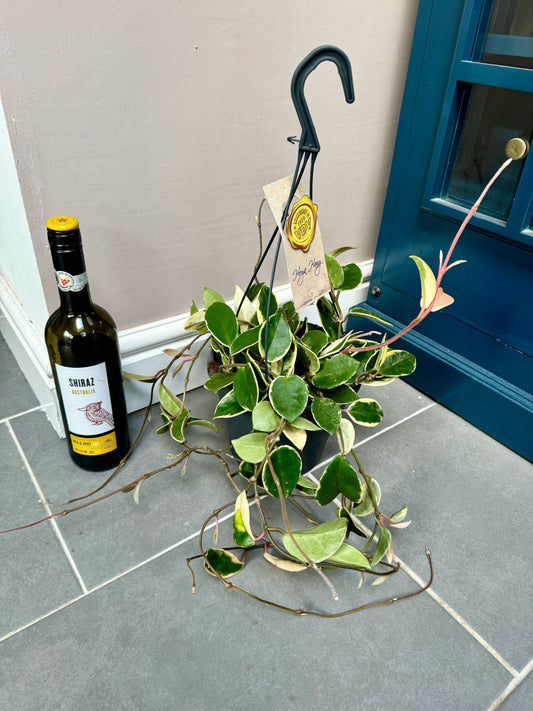 Hanging Hoya