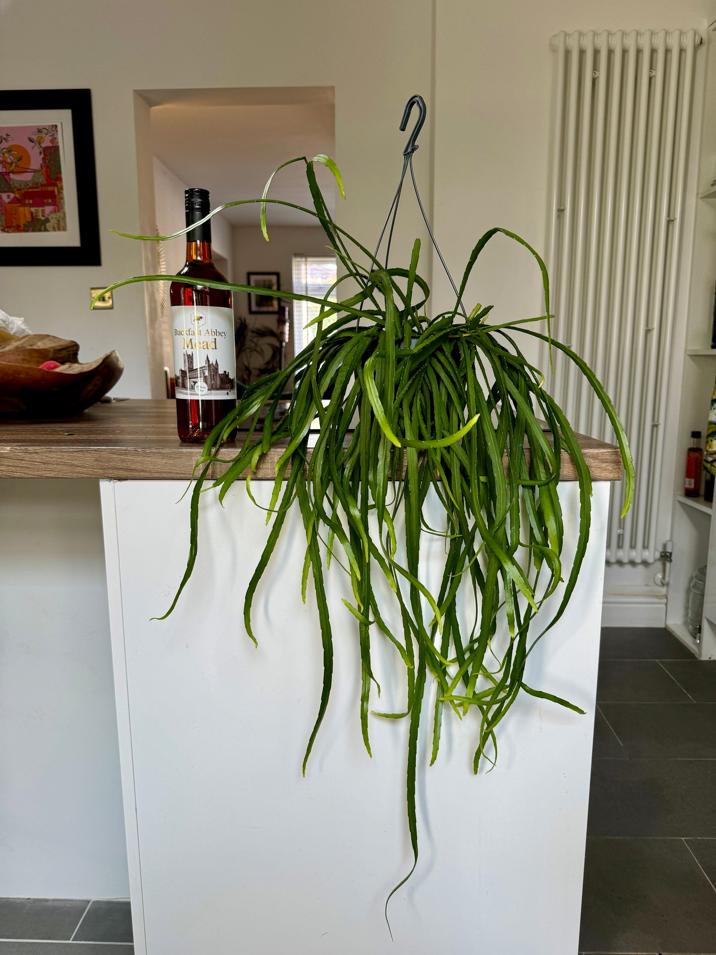 60cm Lepismium Bolivianum