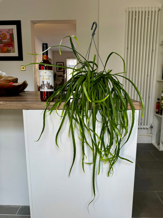 60cm Lepismium Bolivianum