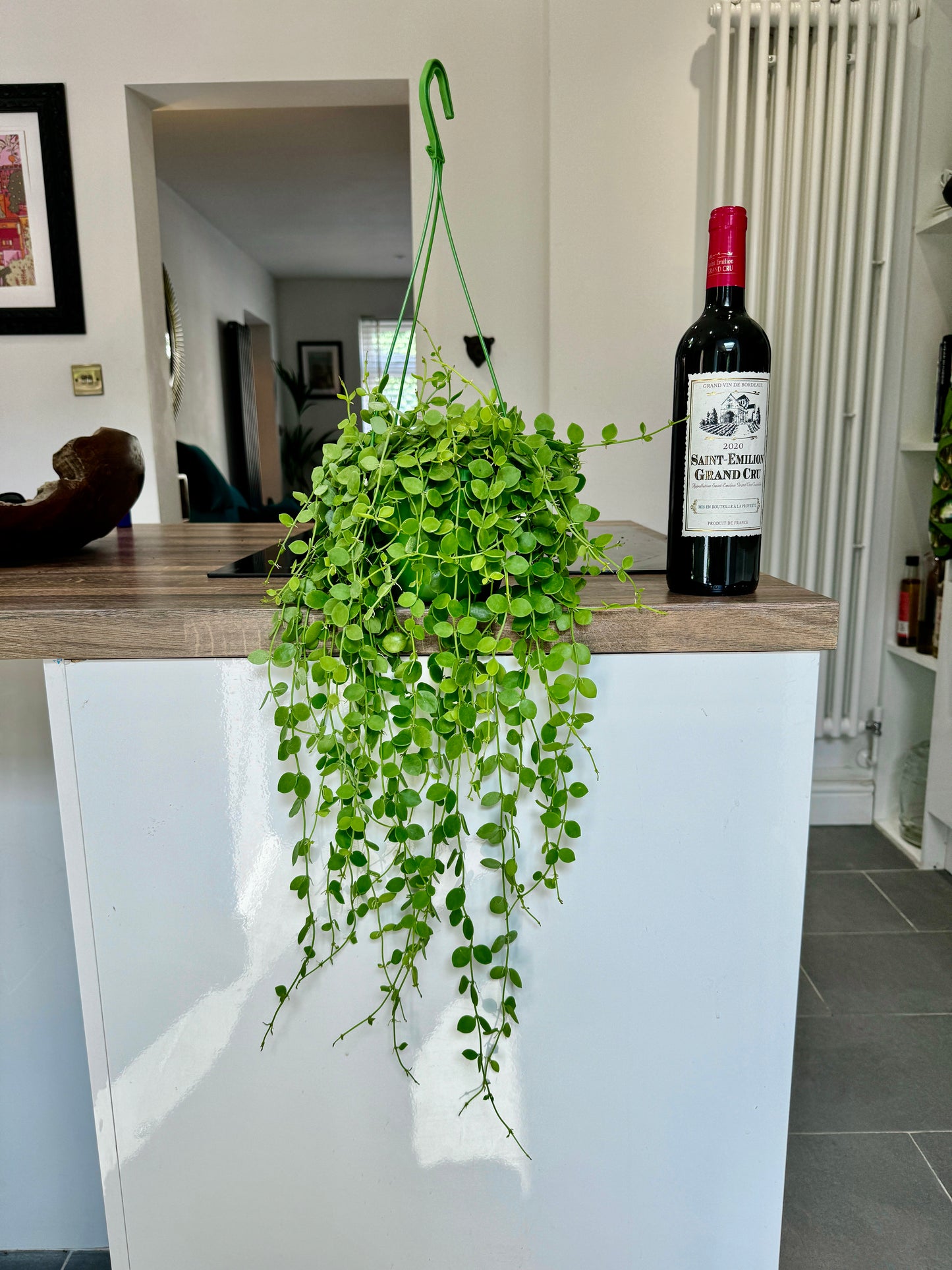 50cm String of Nickels Hanging Plant (Dischidia nummularia)