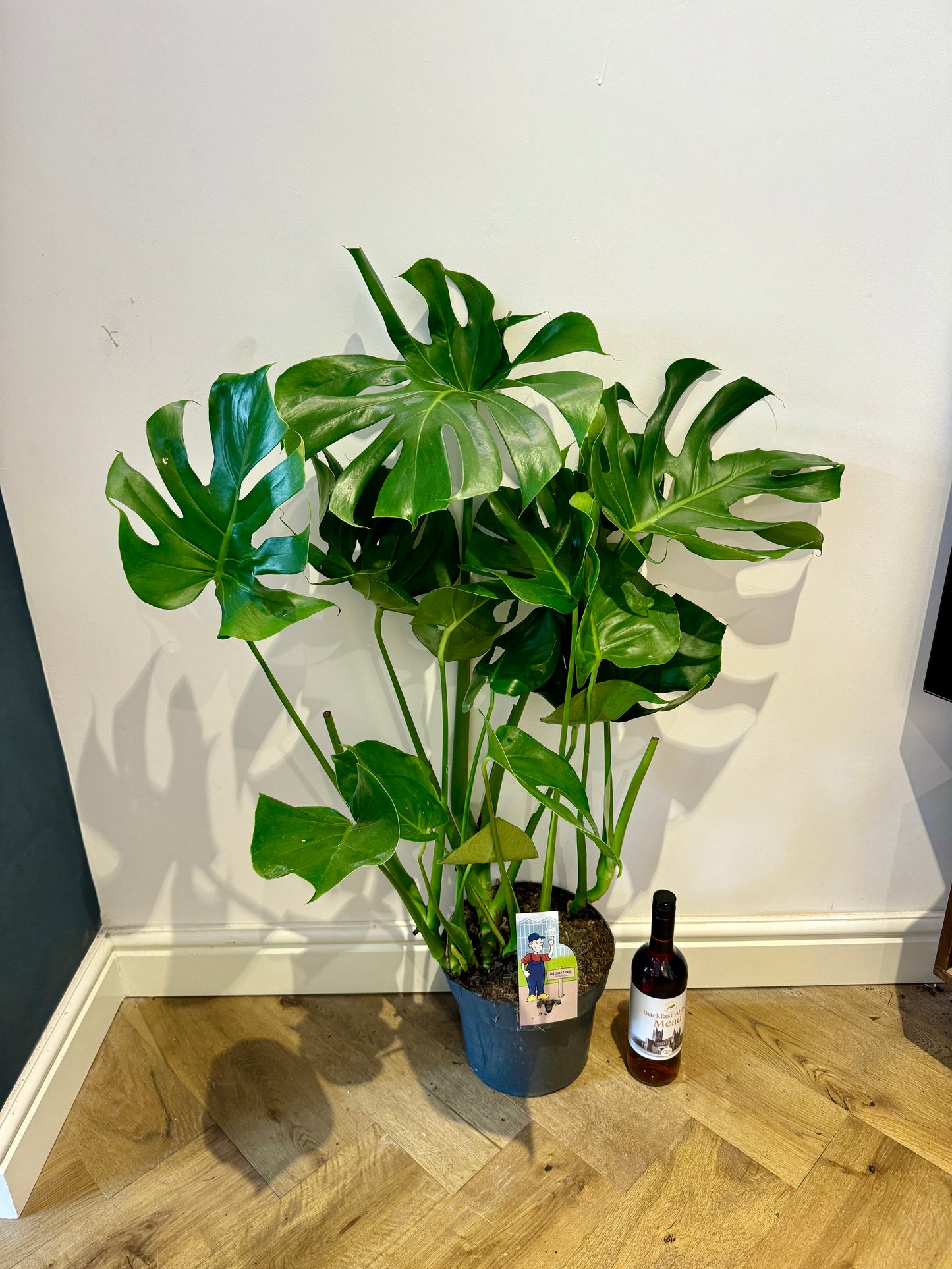 120cm Monstera Deliciosa (Swiss Cheese Plant)