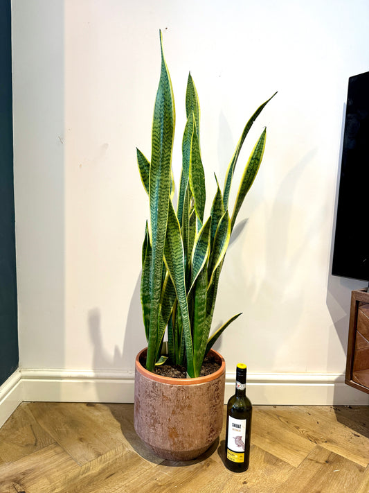 120cm Snake Plant / Mother in Law’s Tonge