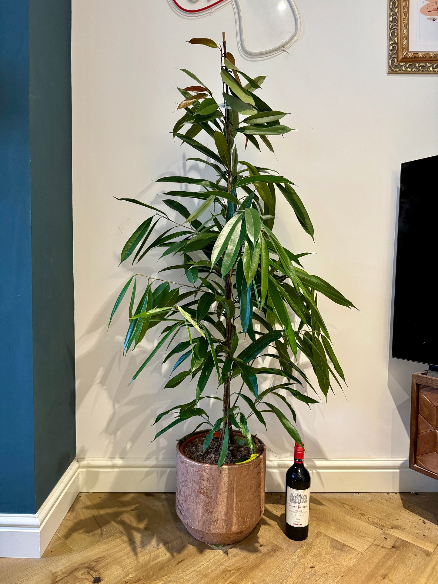 140cm Ficus Amstel King house plant