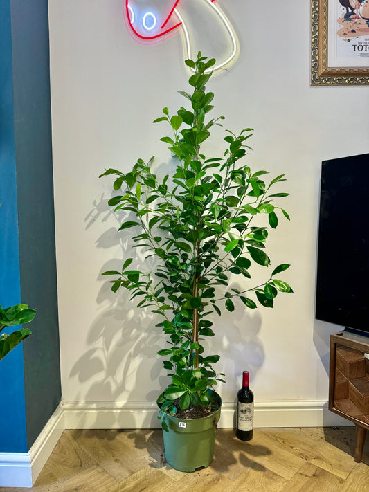 150cm Ficus Moclame