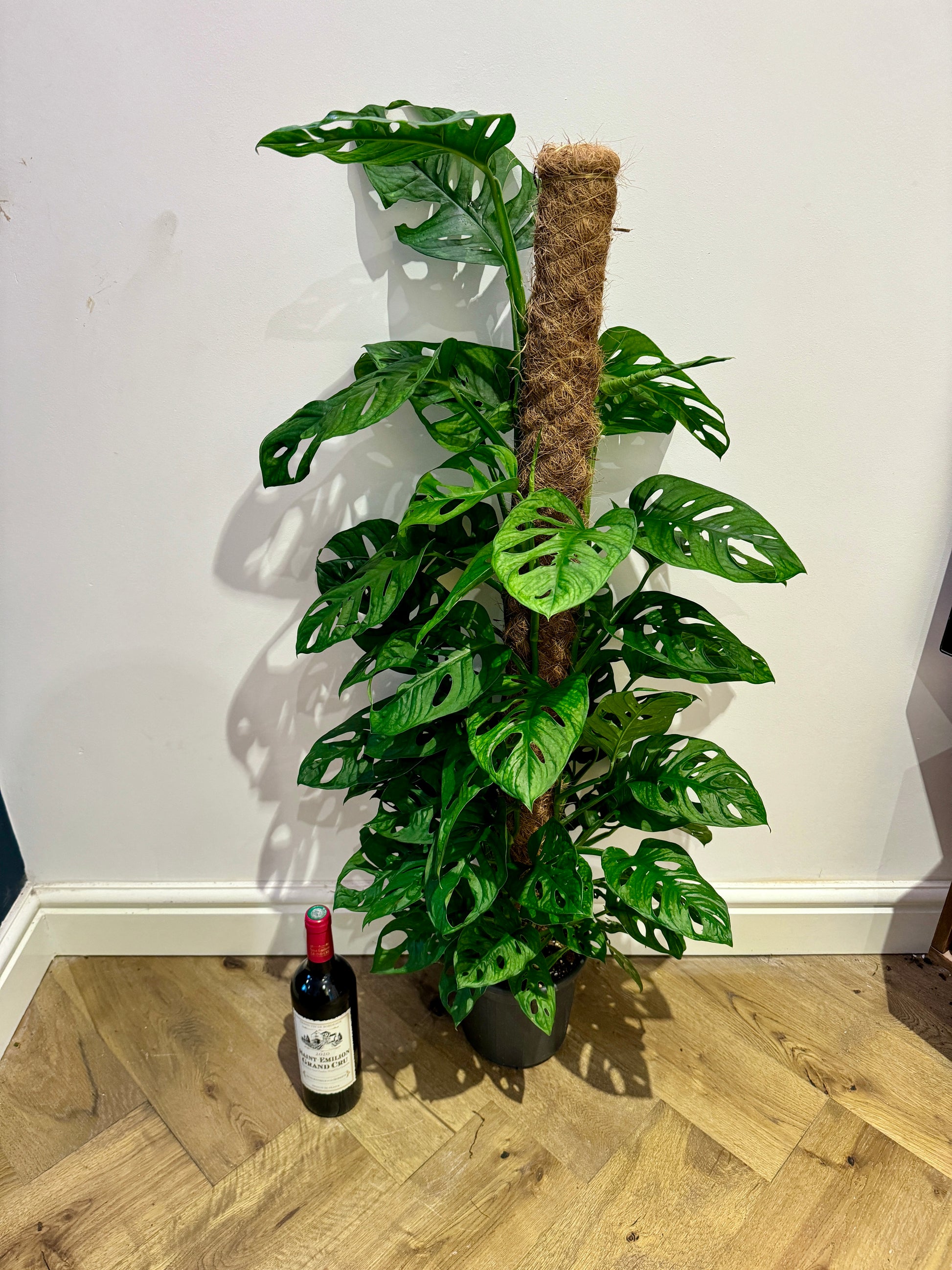 monkey leaf swiss cheese plant 120cm Monstera adansonii (Monkey leaf Swiss cheese plant) – Bristol Plant Man