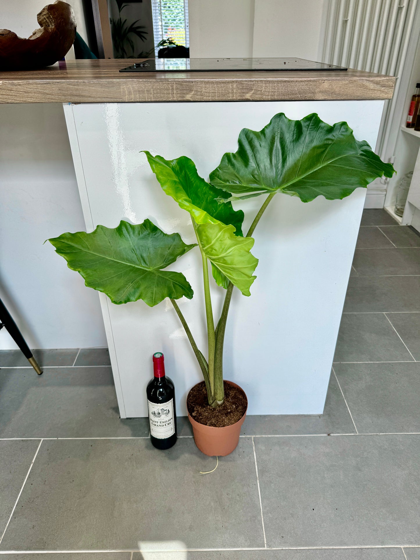100cm Alocasia Portodora