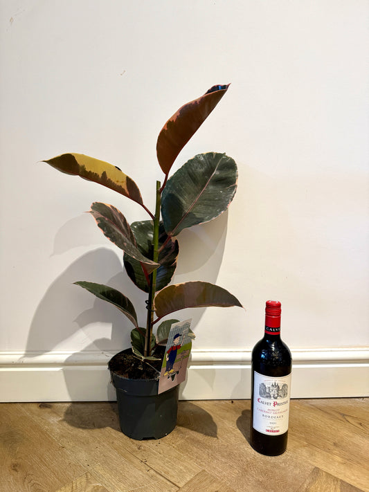 65cm Ruby Variegated Rubber Tree (Ficus Elastica)