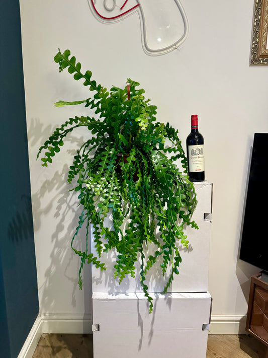 110cm Epiphyllum Anguliger (Fish Bone Cactus)