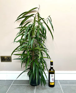 100cm Ficus Ali