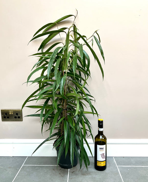 100cm Ficus Ali