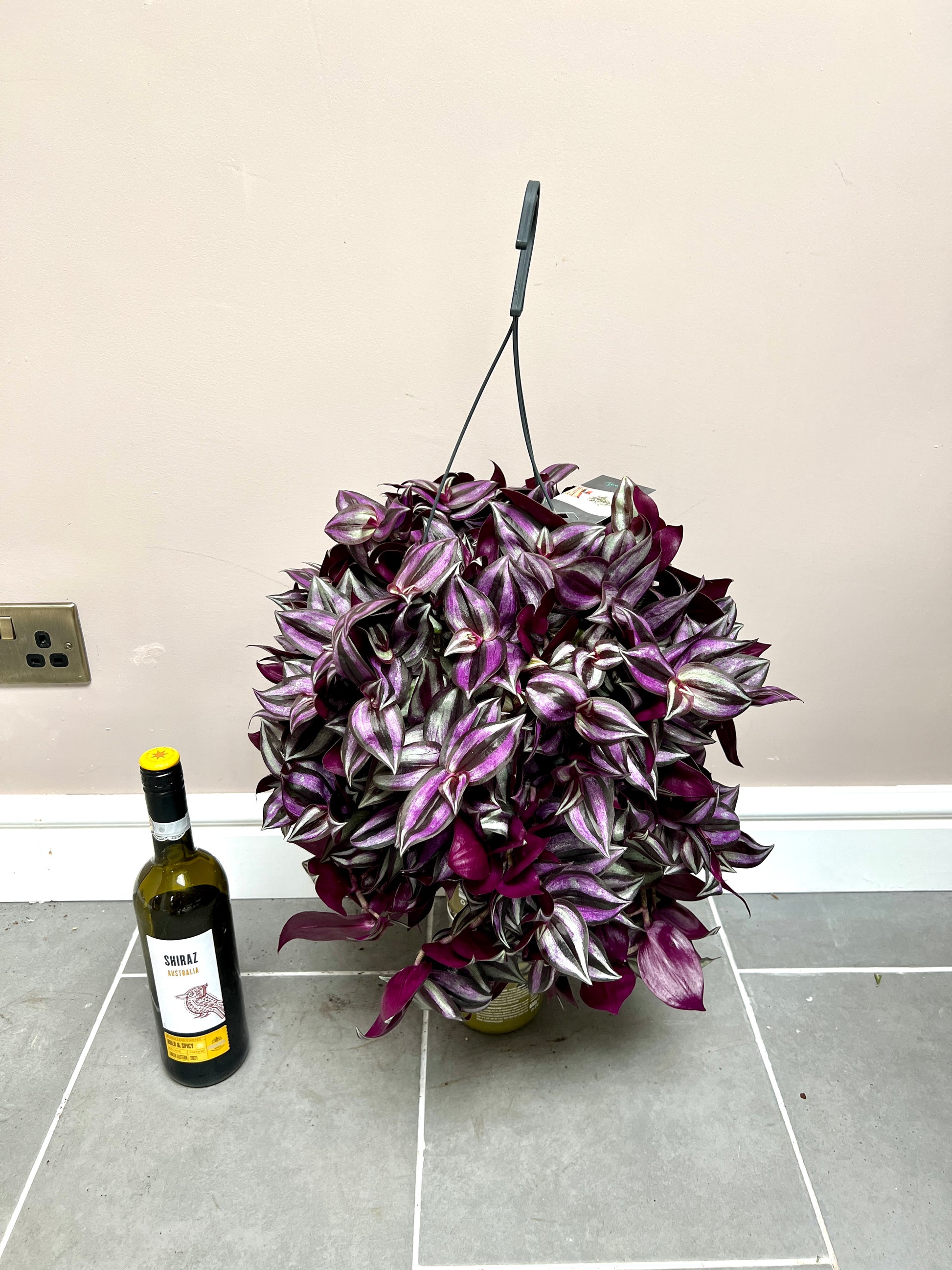 hanging plant tiny leaves 60cm Hanging Tradescantia Violet Hill – Bristol Plant Man