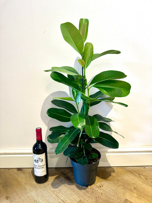 80cm Ficus Microcarpa