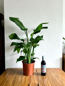 90cm Strelitzia Nicolai (Bird of Paradise)