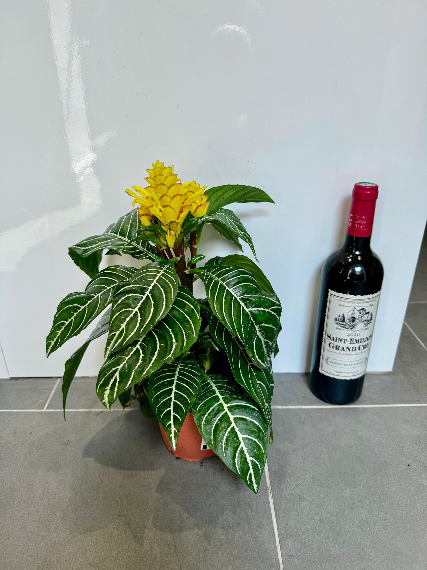 30cm Aphelandra Squarrosa (Zebra Plant)