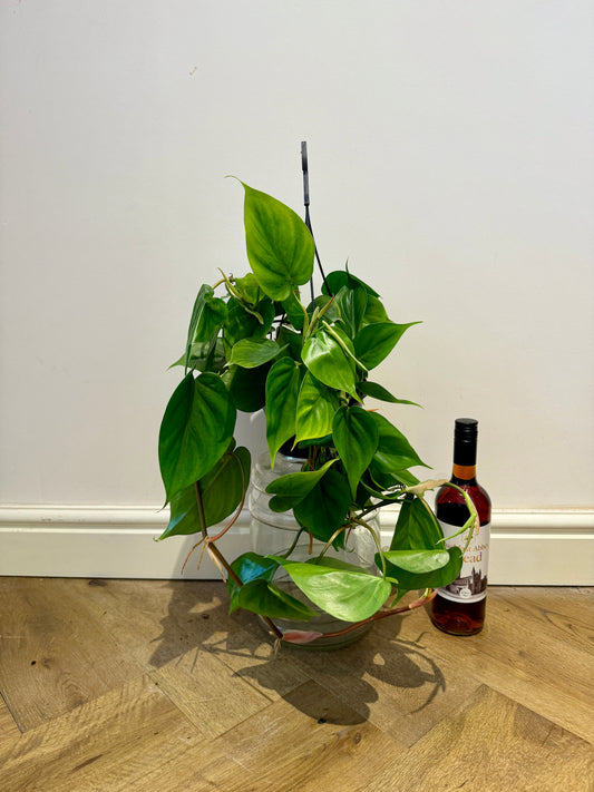 60cm Hanging Philodendron Scandens