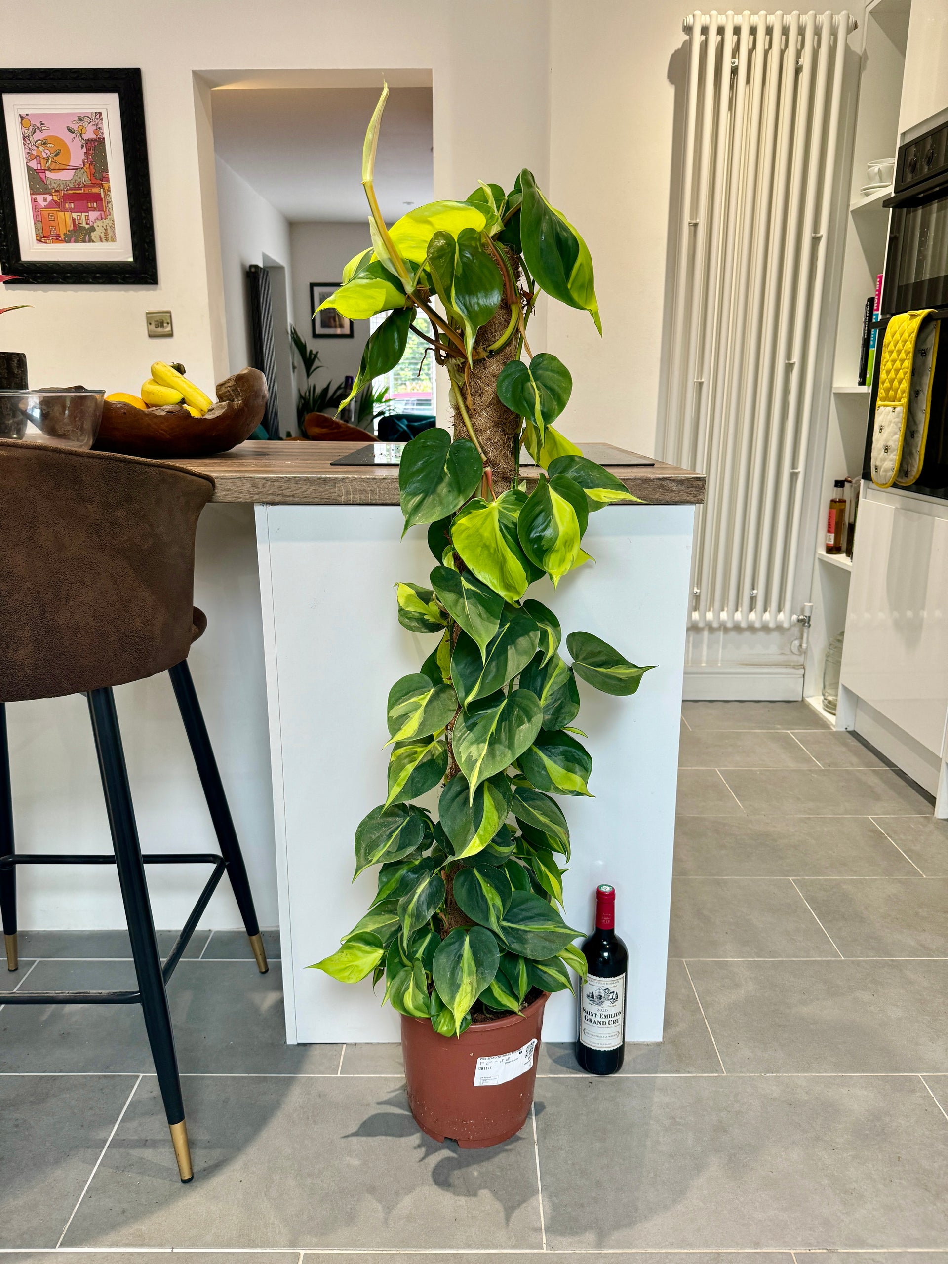130cm Climbing Philodendron Scandens Brasil – Bristol Plant Man