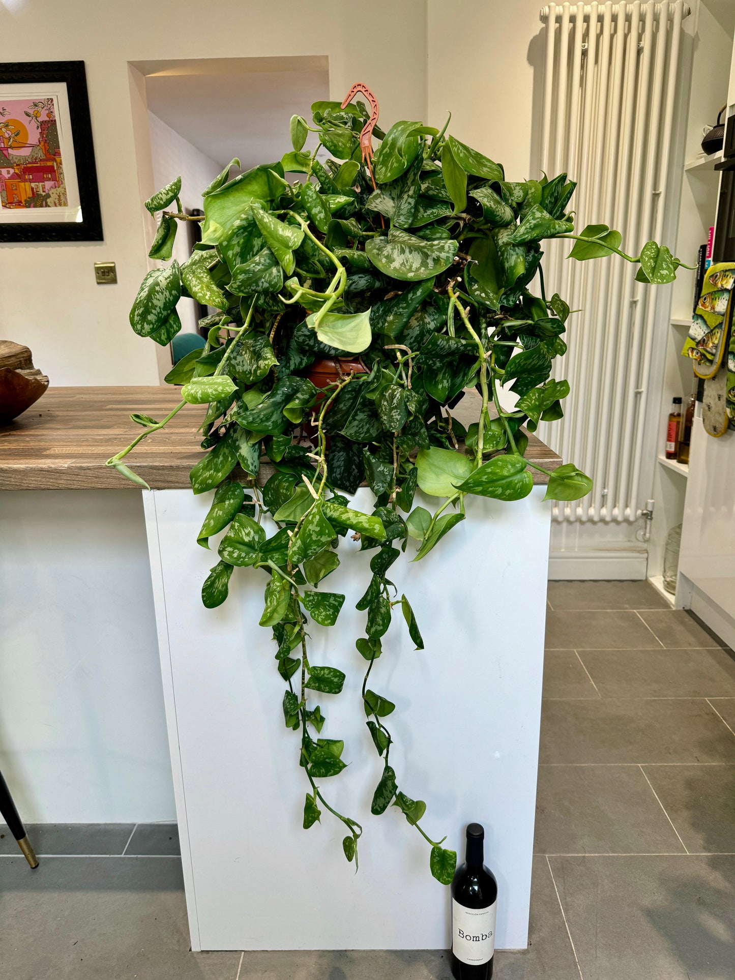 120cm Giant Satin Pothos (Scindapsus Pictus)