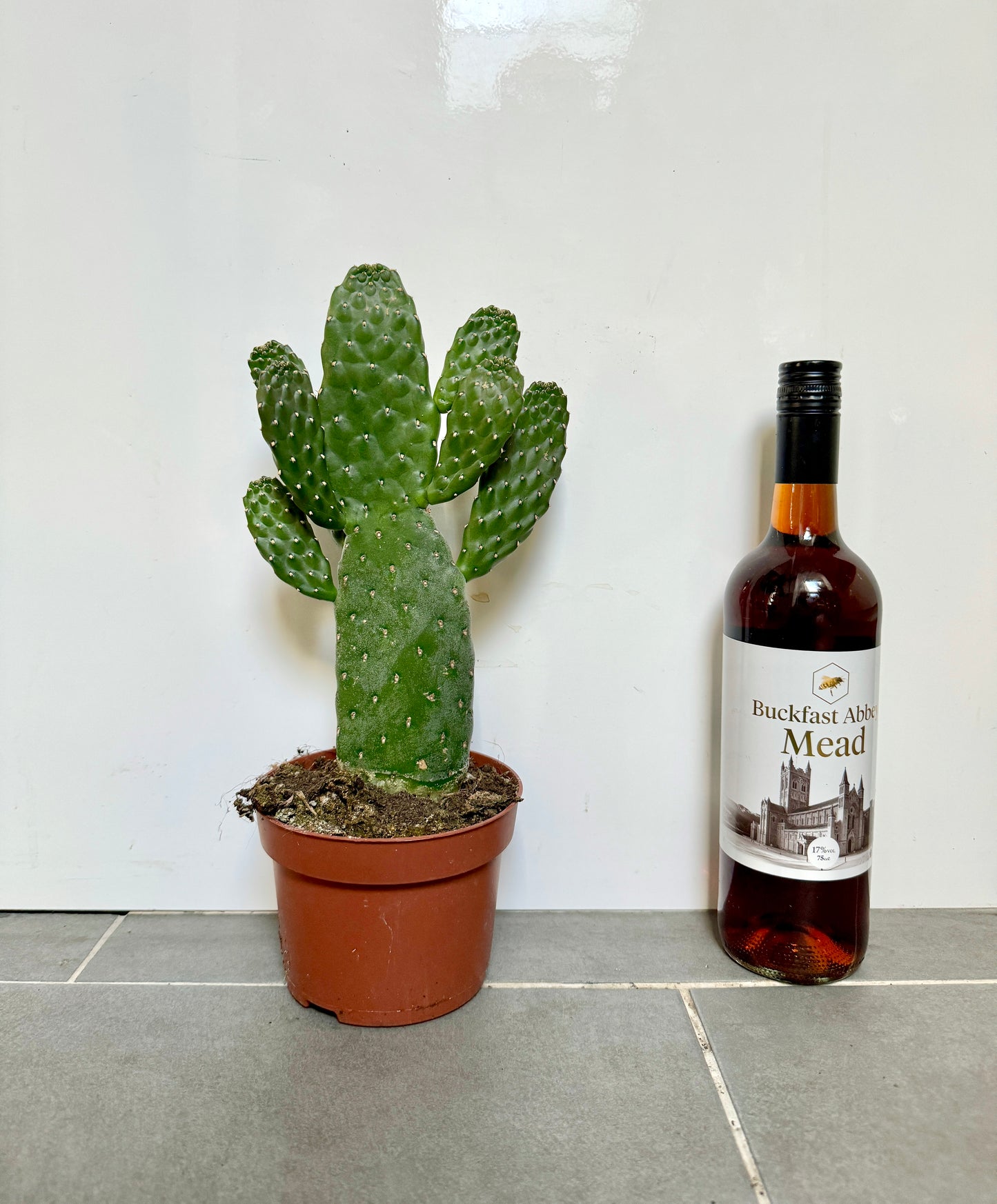 60cm Opuntia Tuna Cactus