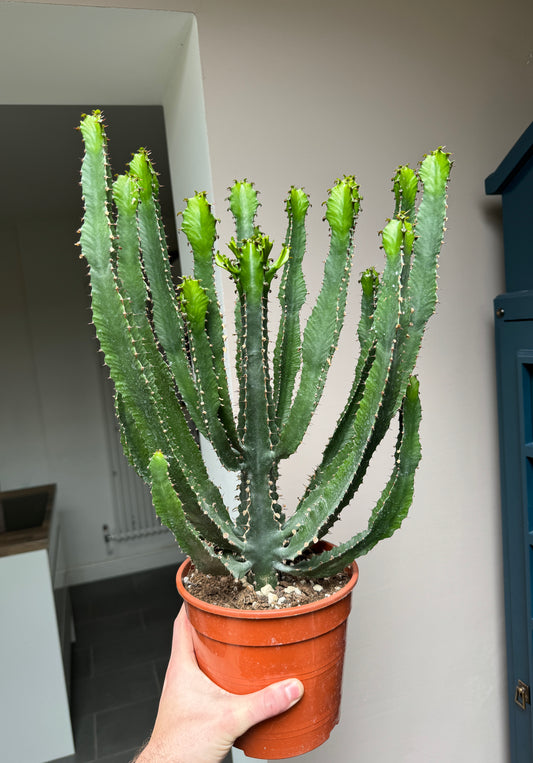 60cm Euphorbia Ingens Cactus