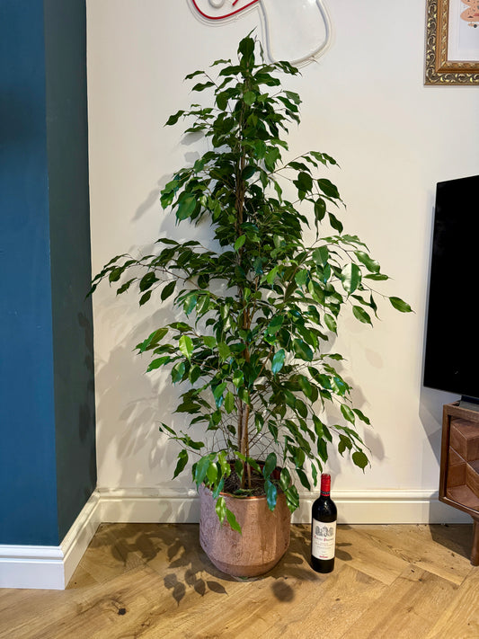 140cm Ficus Exotica