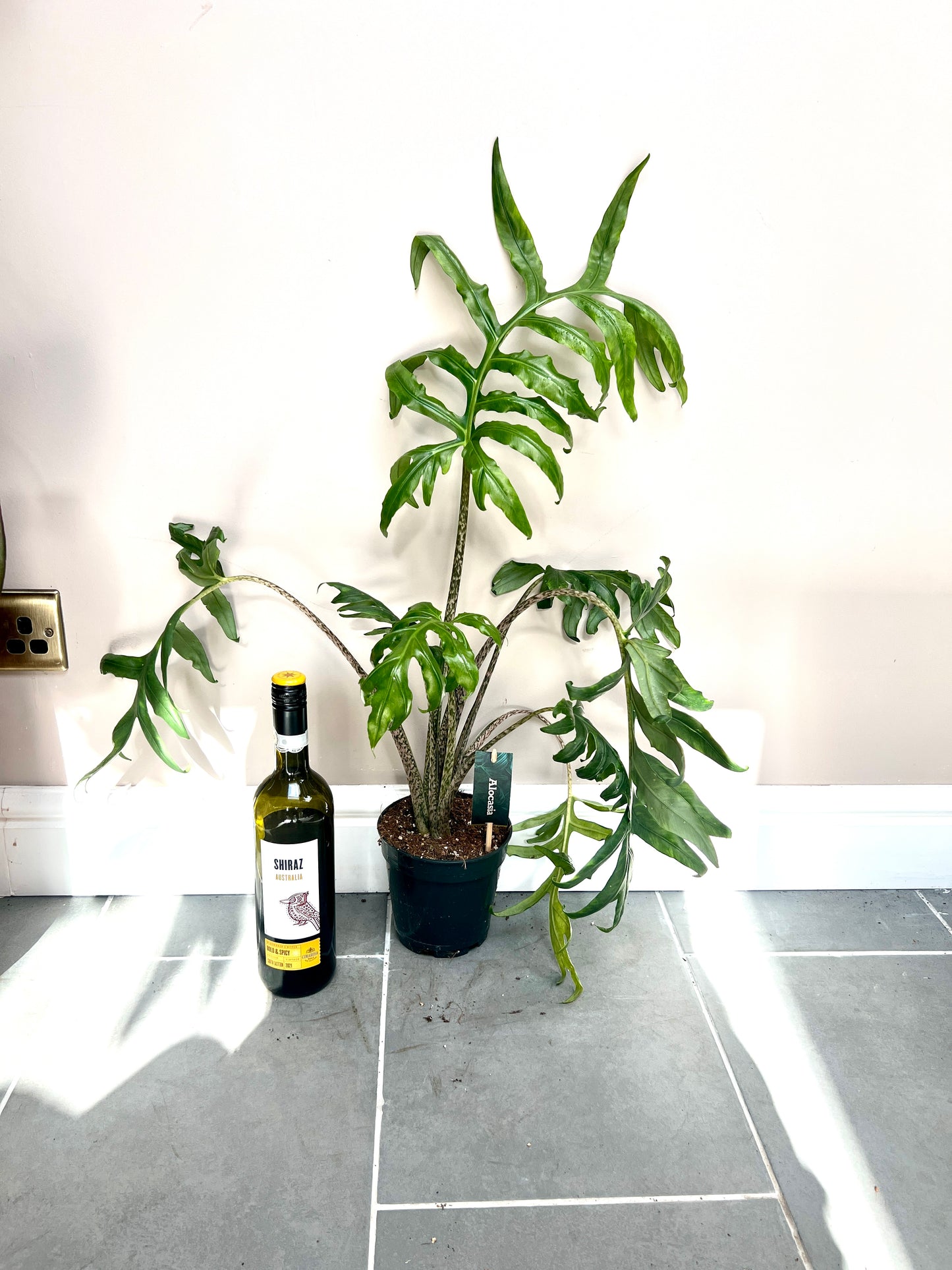 60cm Alocasia Pink Passion