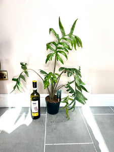 60cm Alocasia Pink Passion