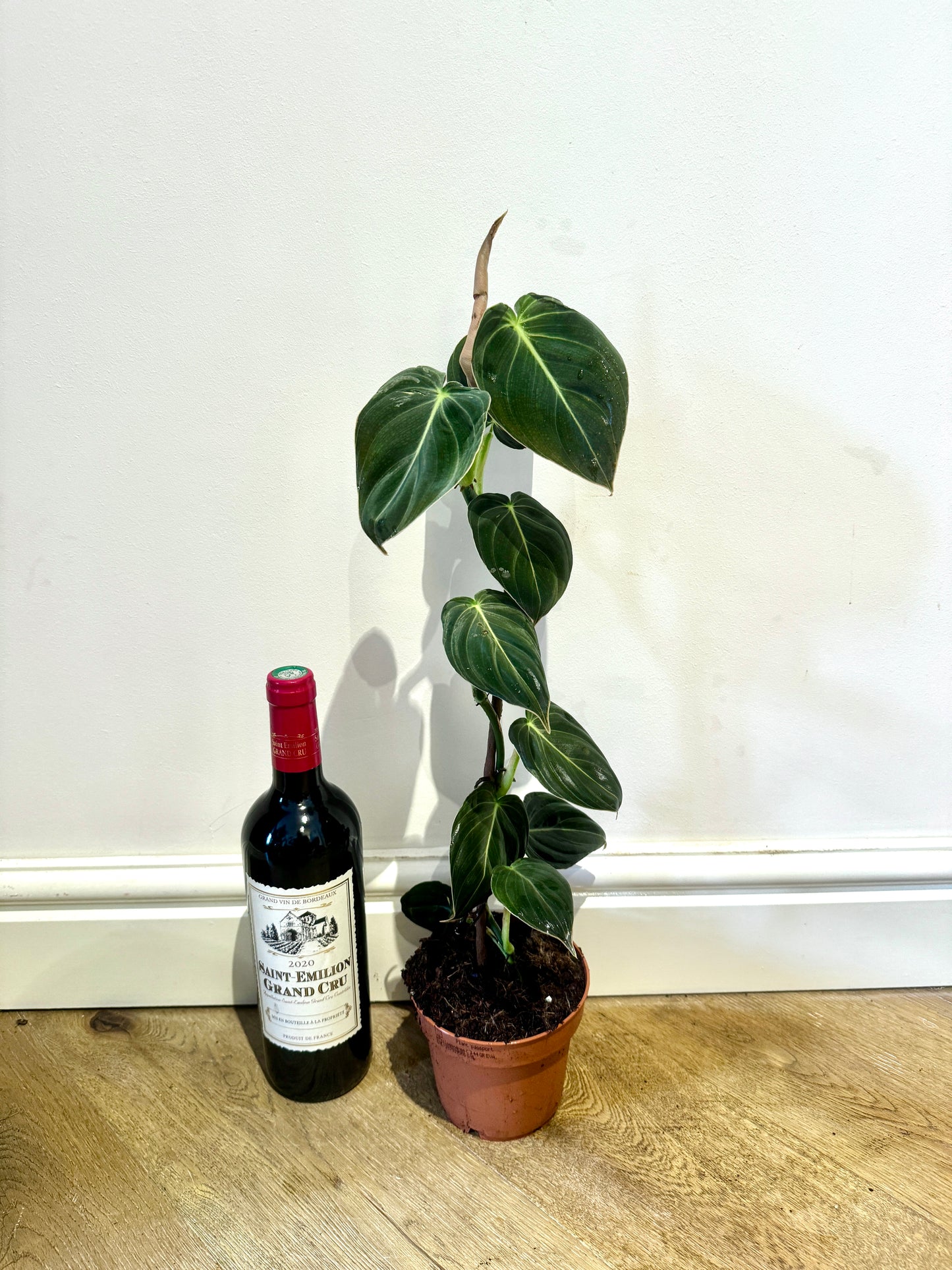 60cm Philodendron Melanochrysum