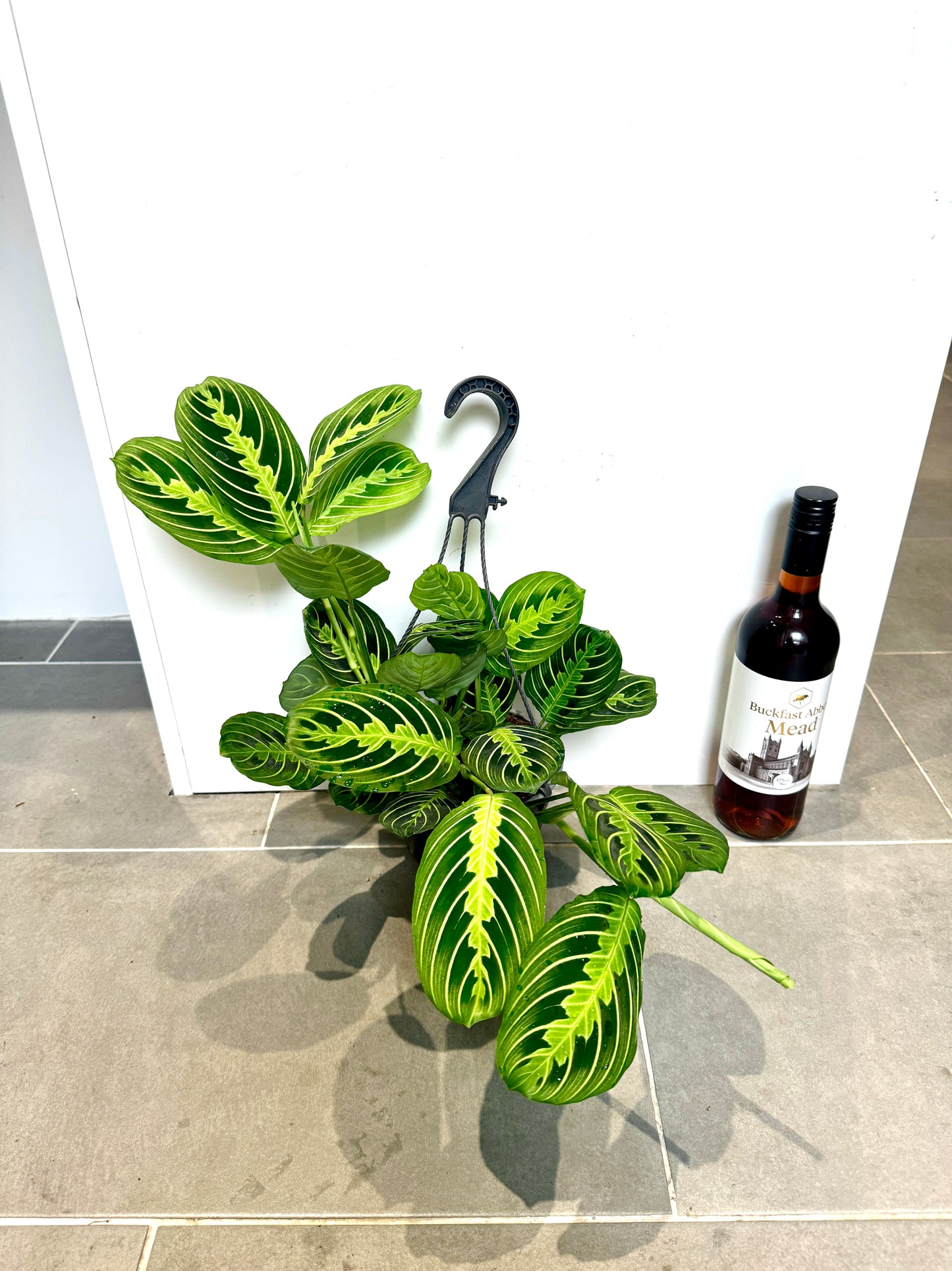 50cm Hanging Maranta Lemon Lime (Prayer Plant)