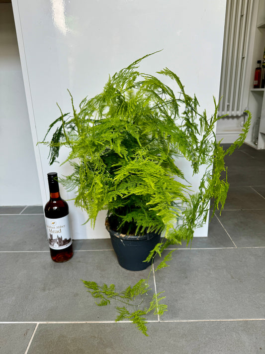 60cm Hanging Asparagus Fern