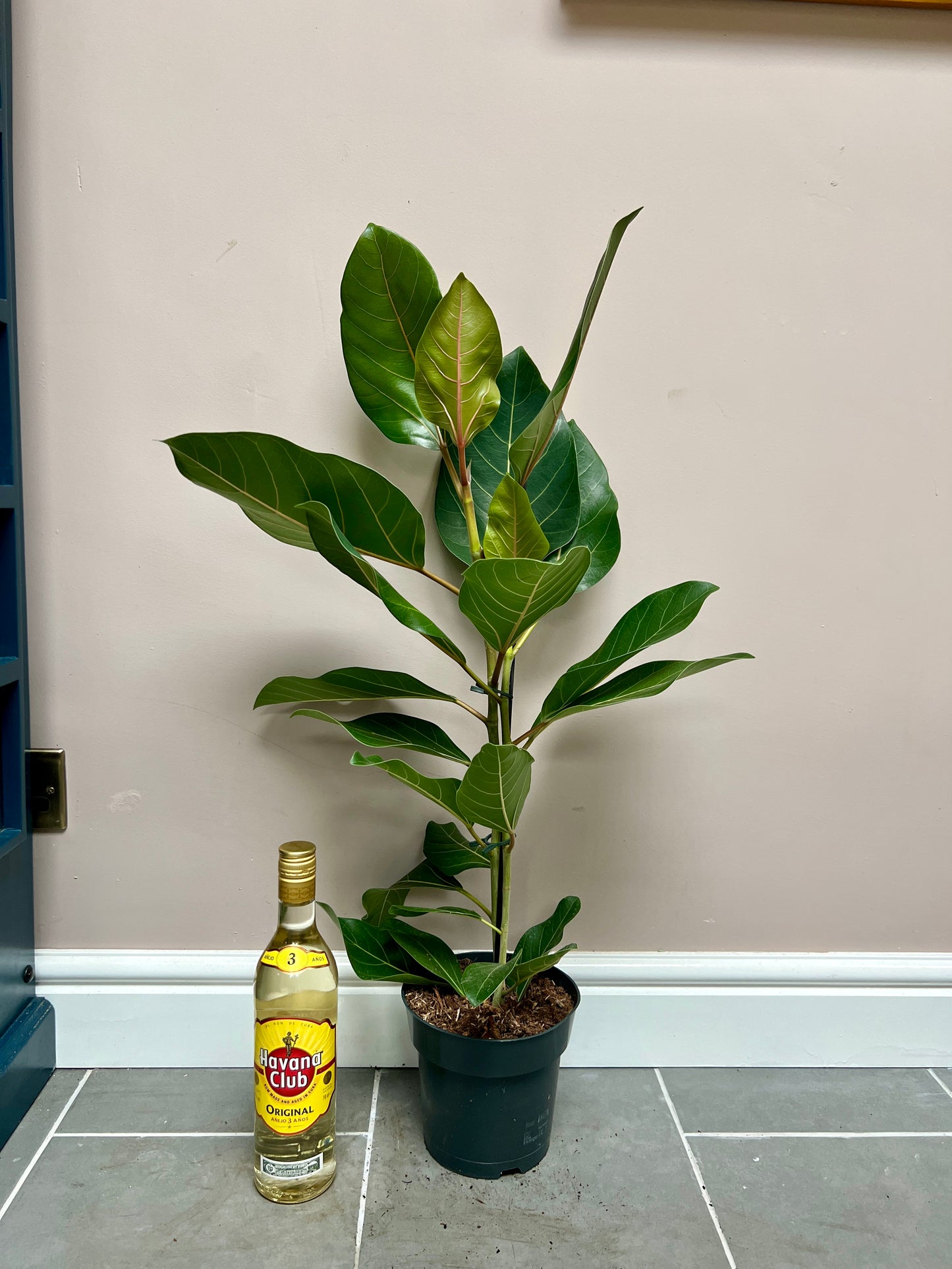 90cm Ficus Beng Roy