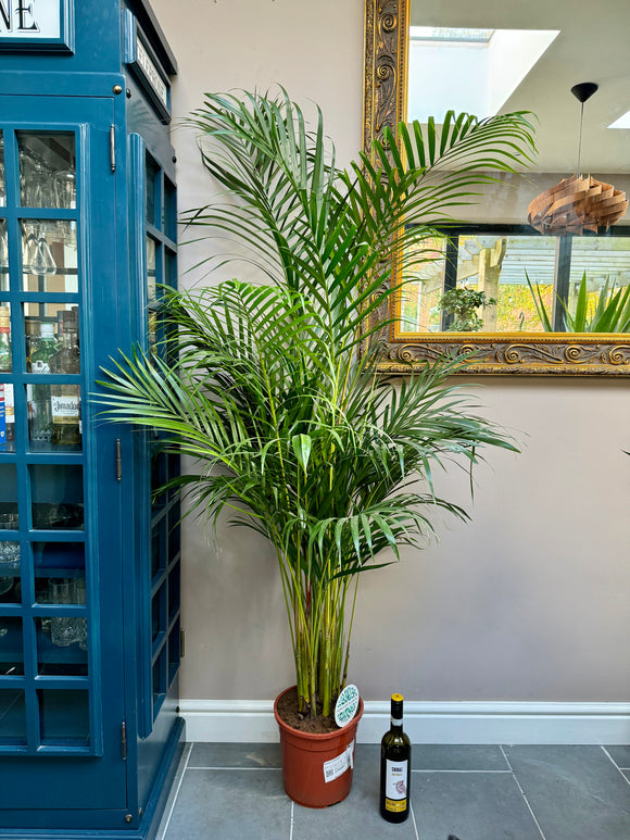 170cm Dypsis Lutescens (Areca palm)
