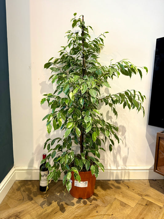 140cm Ficus Golden King