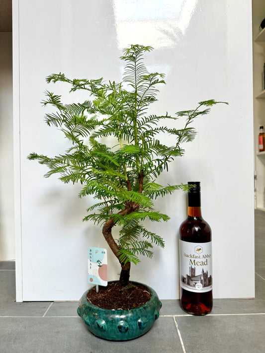 60cm Metasequoia Bonsai Tree in Ceramic Dish
