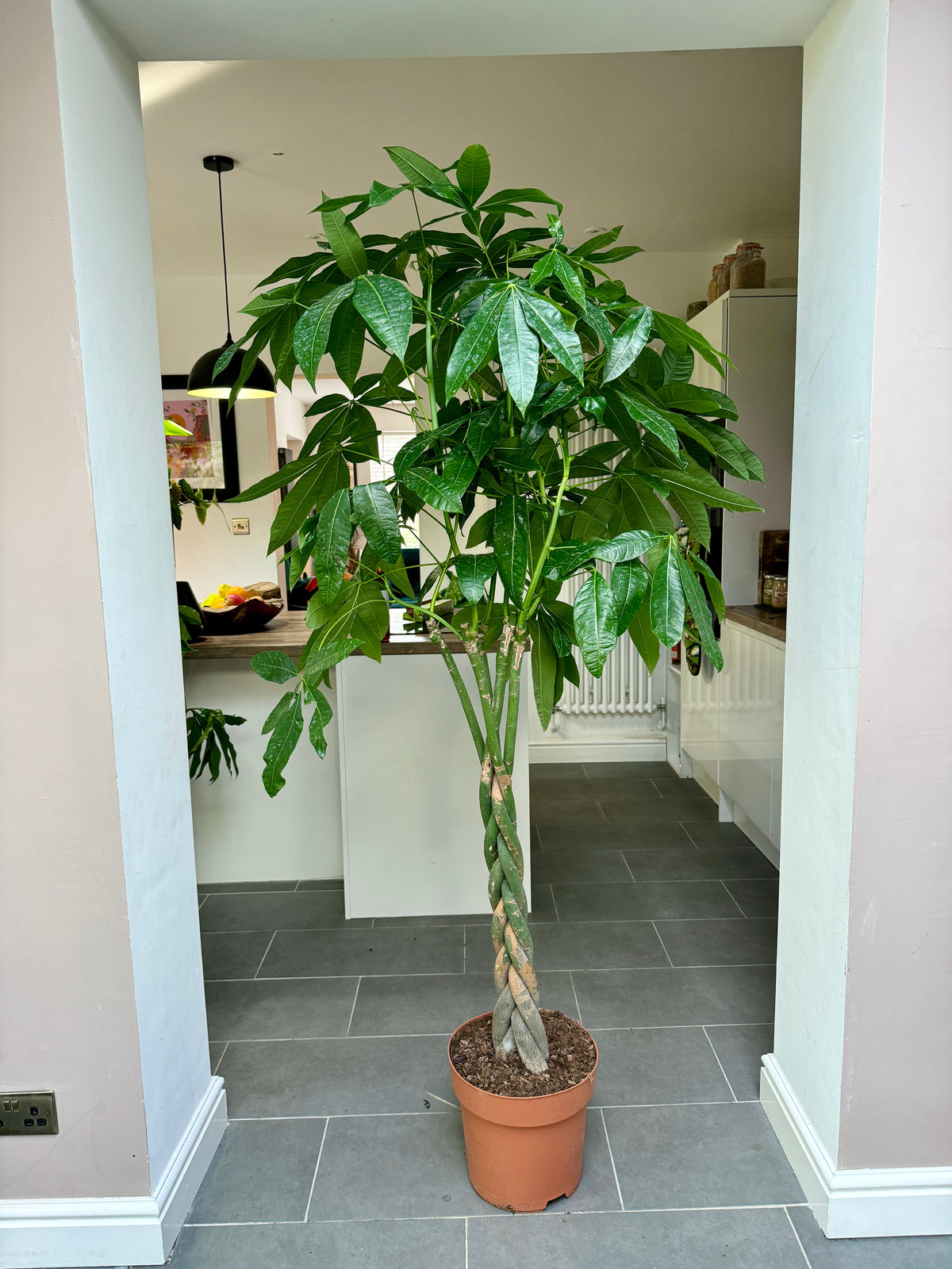 A full indoor money tree with a braided trunk and palmate leaves
