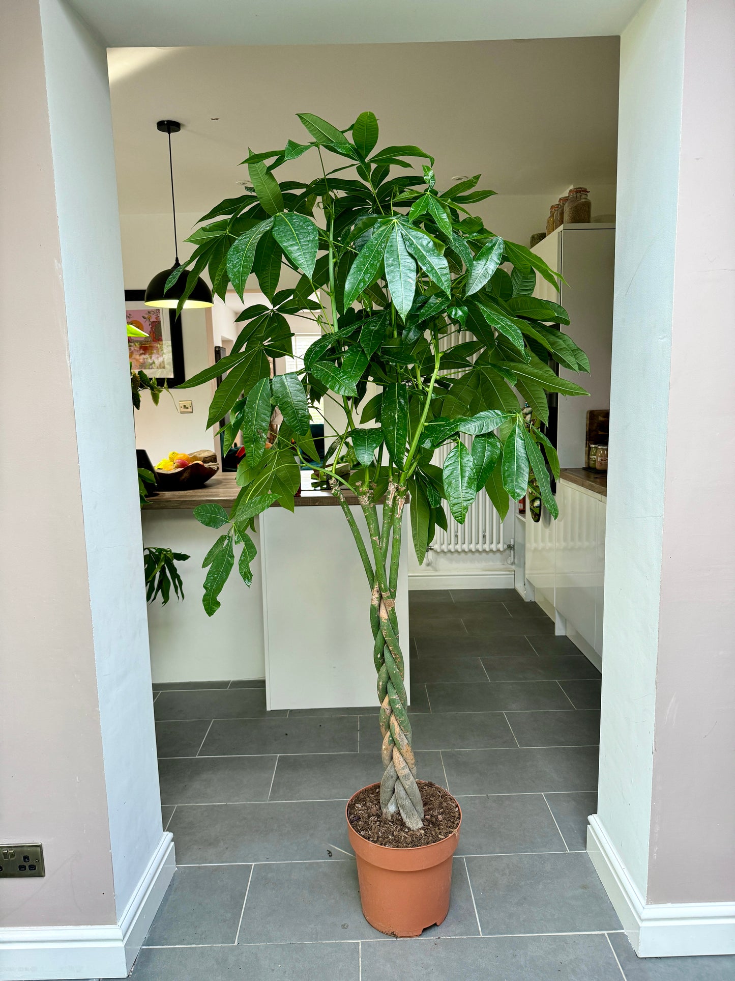 190cm Pachira Aquatica (Money Tree)