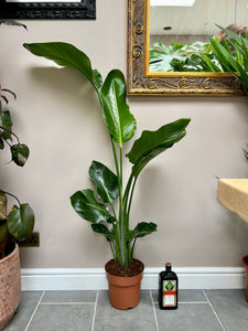 150cm Strelitzia nicolai (Bird of paradise)