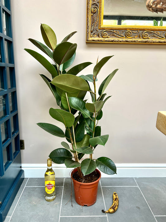 110cm Ficus Robusta (Rubber Plant)