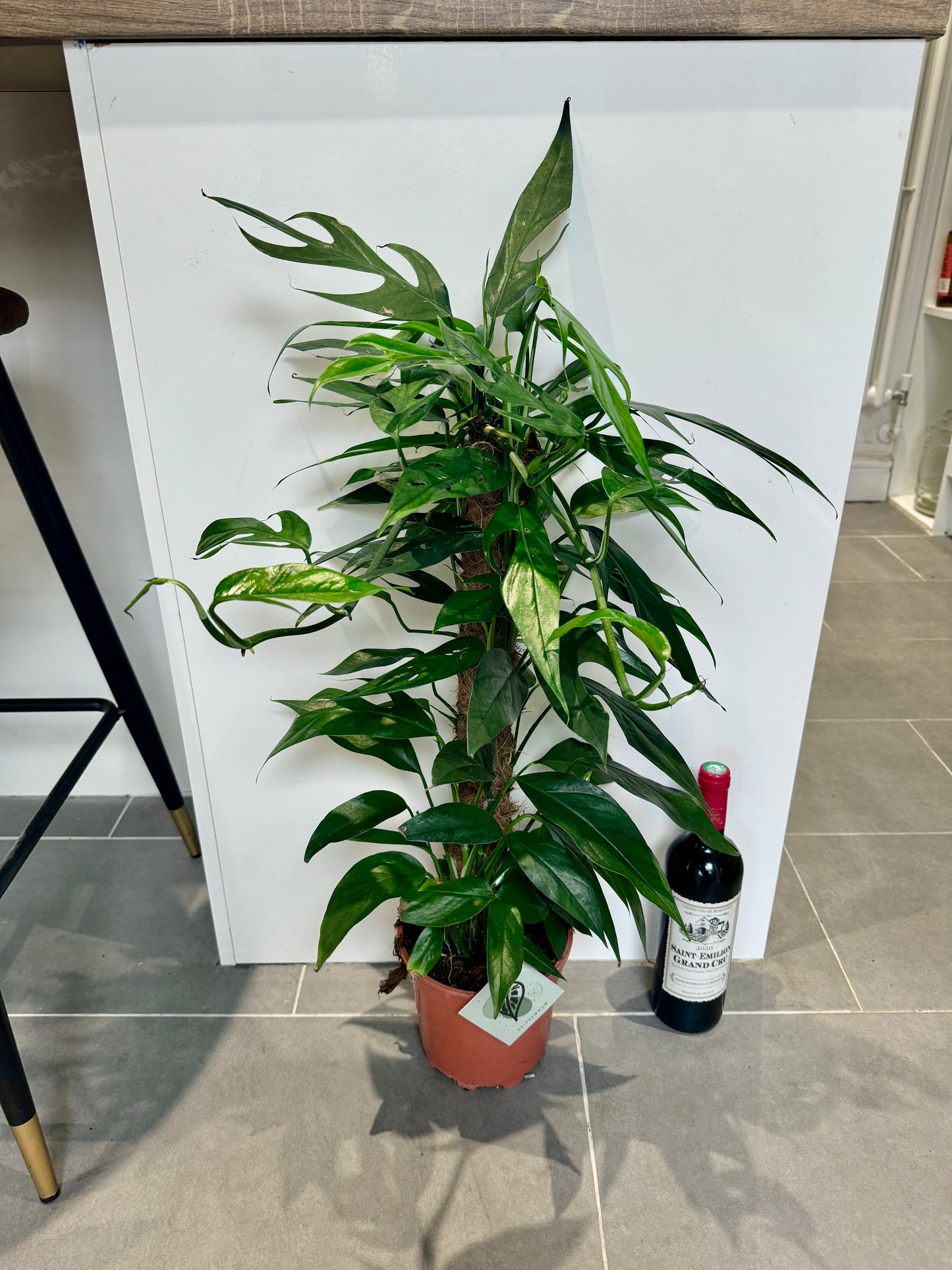 75cm Epipremnum Baltic Blue