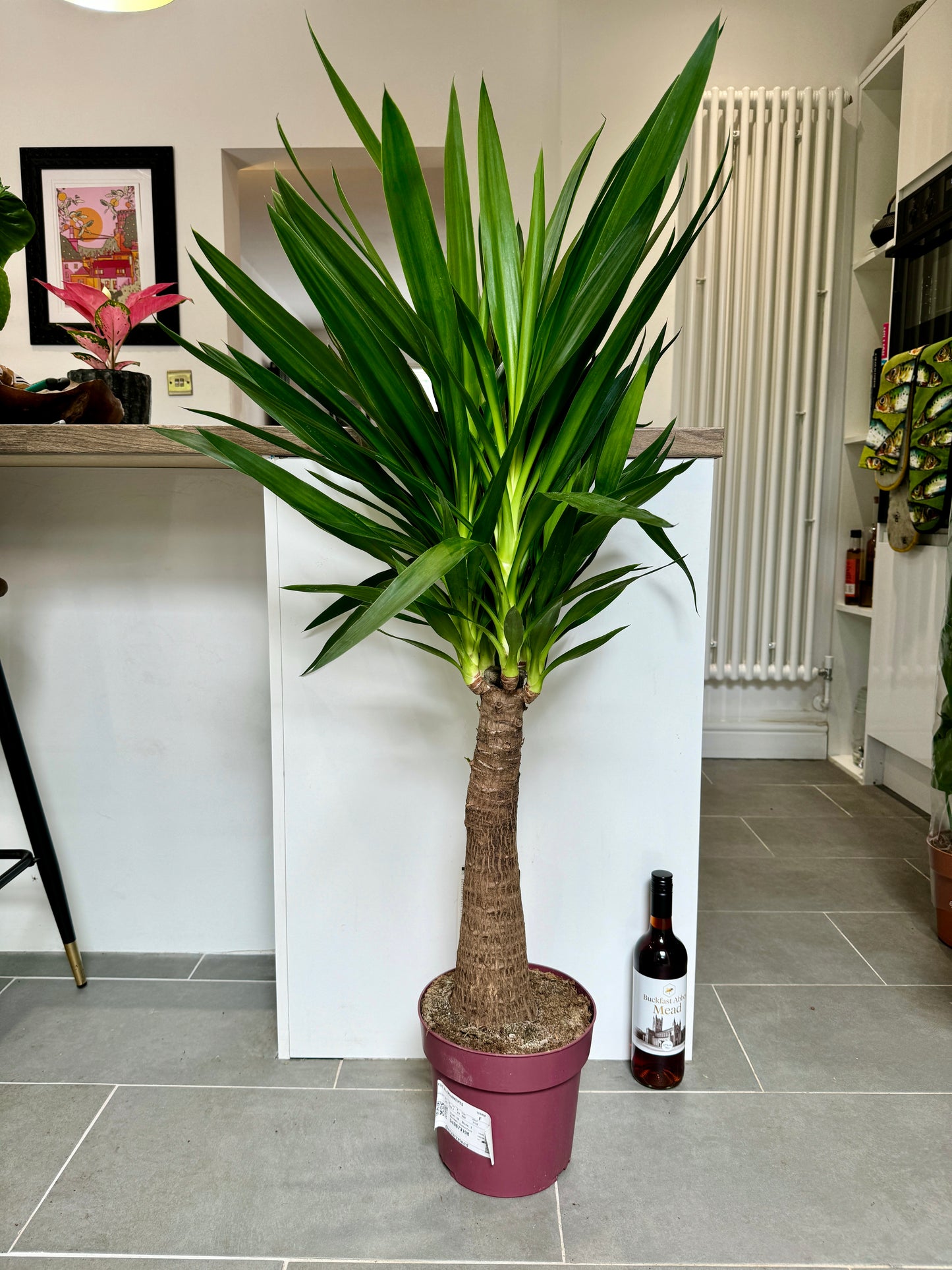 110cm Yucca Maya Tree