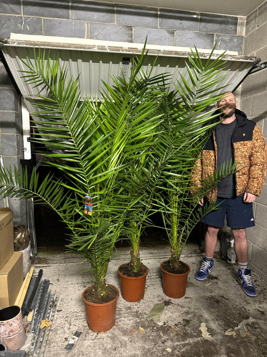 190cm Canary Date Palm (Phoenix Canariensis)