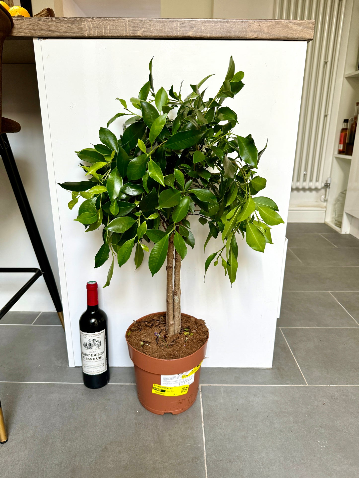 80cm Ficus Benjamina Tree