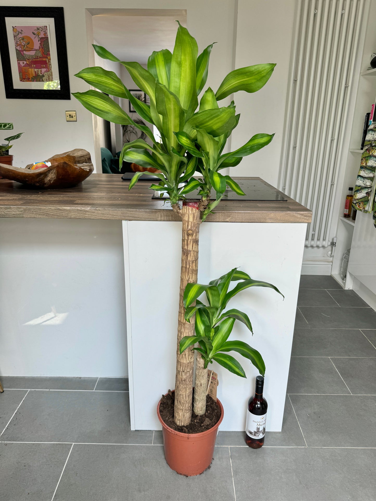 150cm Dracaena Fragrans (Dragon Tree)
