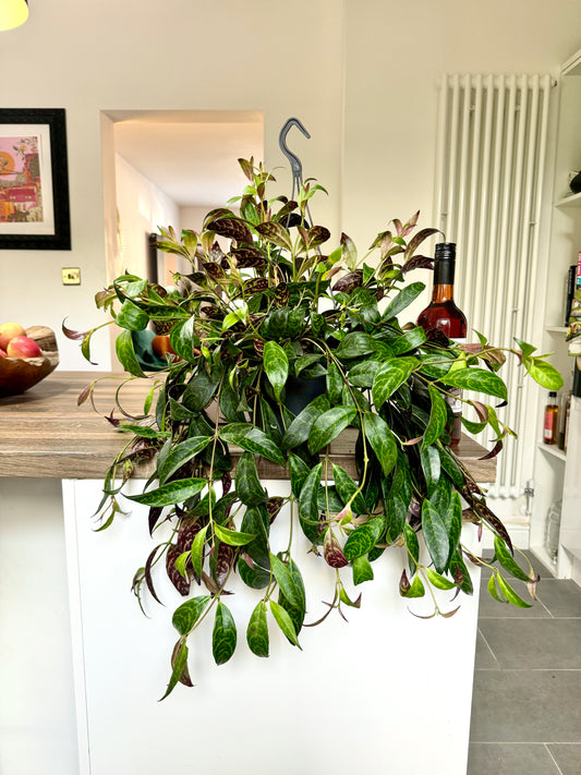 60cm Aeschynanthus Marmoratus