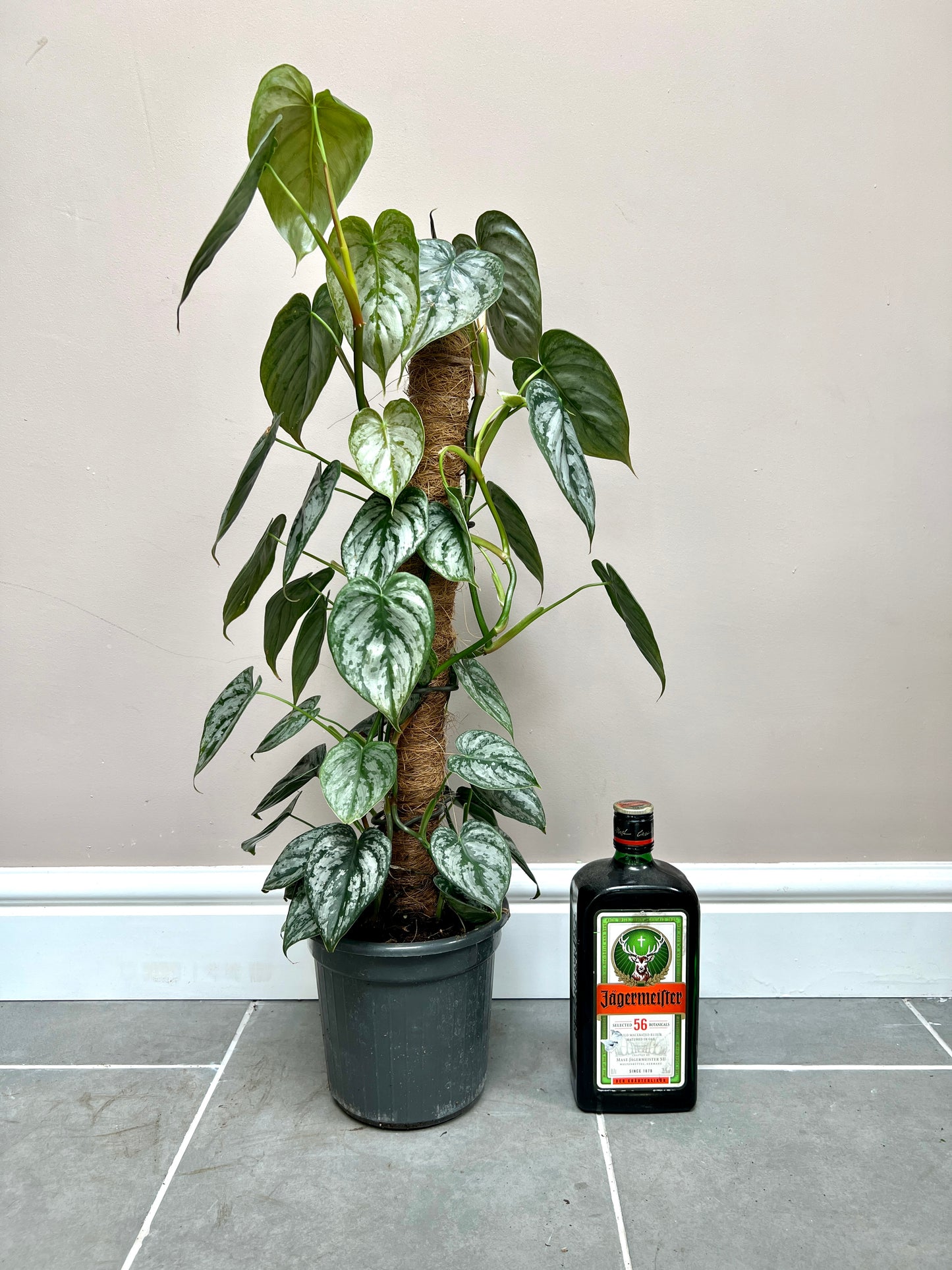 75cm Philodendron Brandtianum