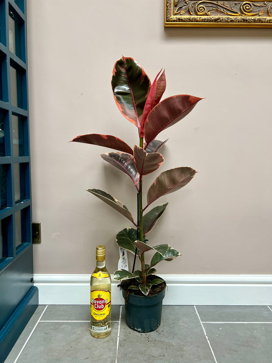 90cm Ficus Elastica Ruby