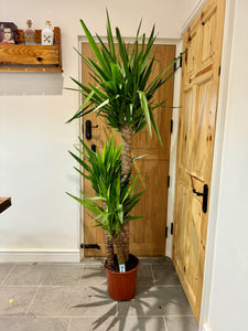 170cm Triple Stemmed Yucca
