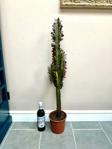 100cm Euphorbia Trigona