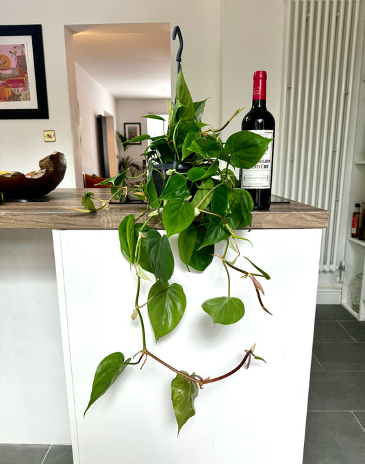 50cm Hanging Philodendron Scandens